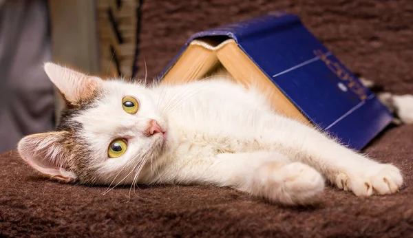 Gatinho Branco Está Debaixo Livro Com Uma Capa Azul Gato — Fotografia de Stock