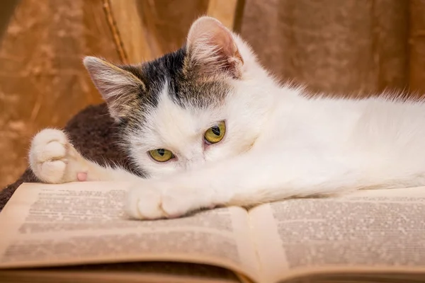 Gatito Blanco Yace Cerca Del Libro Abierto Libro Favorito Lectura — Foto de Stock