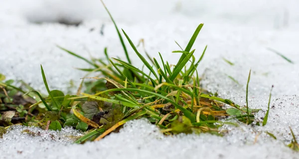 Través Nieve Hierba Verde Joven Crece Llegada Primavera Deshielo — Foto de Stock