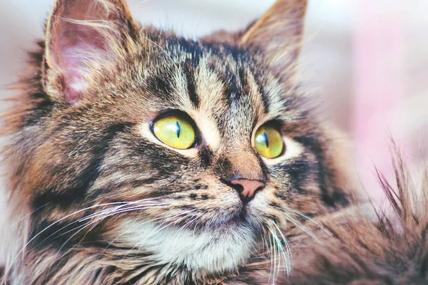 Portrét Zblízka Mladé Nadýchané Kočky Která Pozorně Dívá Nahoru — Stock fotografie