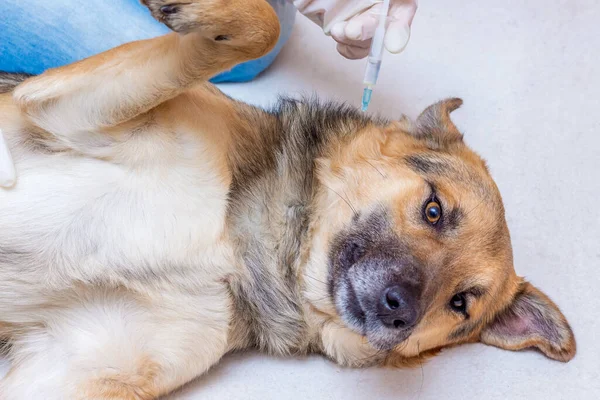 A veterinarian imposes bandage a dog on a wounded paw