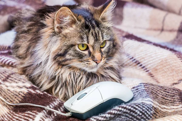 Fluffy striped cat near a computer mouse. Work at a computer