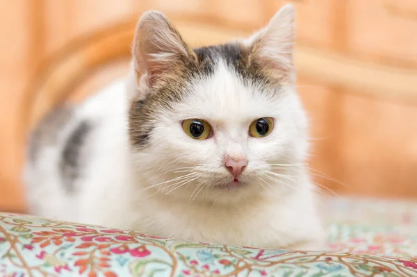 Retrato Jovem Gato Branco Quarto Fundo Embaçado — Fotografia de Stock