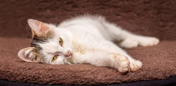 Young White Cat Lying Couch Brown Background — Stock Photo, Image