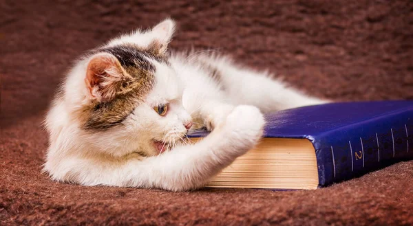 Joven Gato Blanco Está Acostado Sofá Jugando Con Libro — Foto de Stock