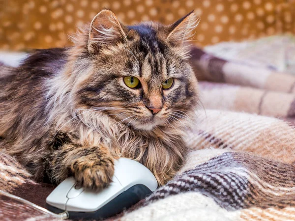 A fluffy cat lays by putting a paw on a computer mouse. Cat and computer