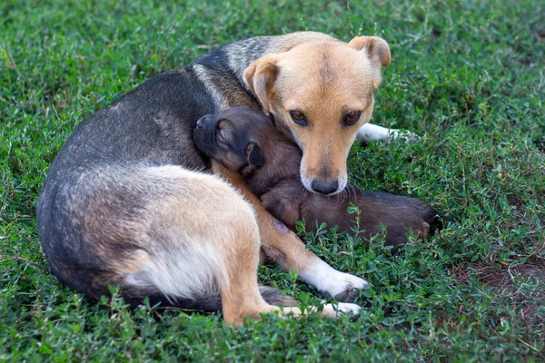 その犬は子犬を飼っている ママと赤ちゃん — ストック写真