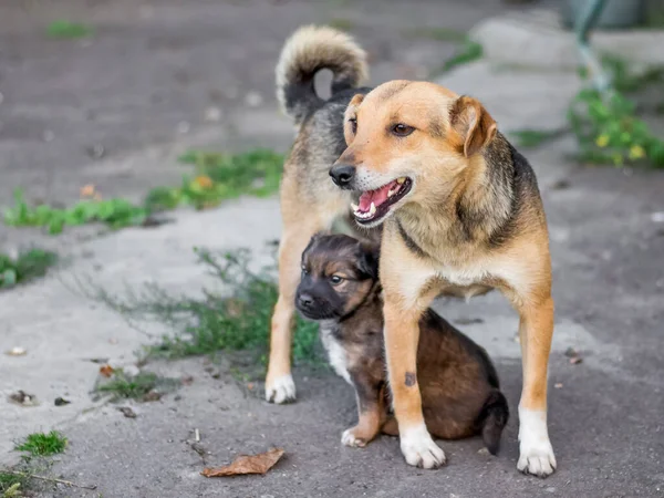 子犬と犬 母親の保護の下で子犬を — ストック写真