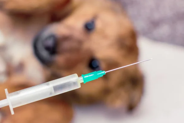 Köpek Aşısı Için Şırıngayla Hasta Bir Köpeğin Tedavisi — Stok fotoğraf