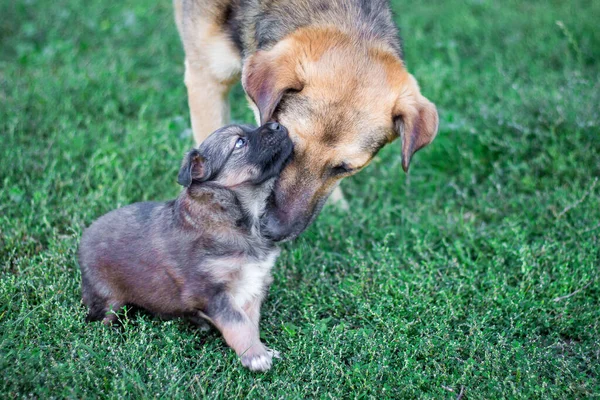 緑の草の上に小さな子犬と犬 犬は子犬への愛を示しています — ストック写真