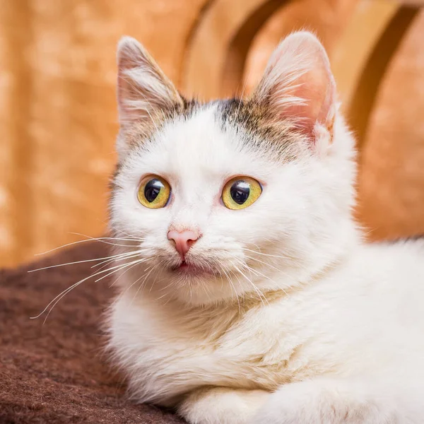 Портрет Білої Молодої Кішки Крупним Планом — стокове фото