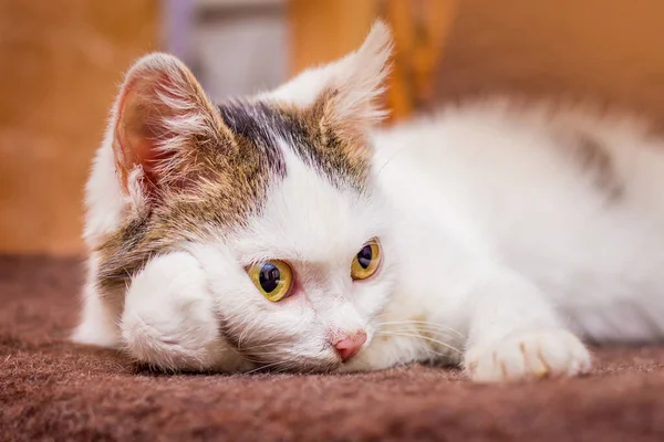 Young White Cat Lying Putting Paw His Head Sad — Stock Photo, Image
