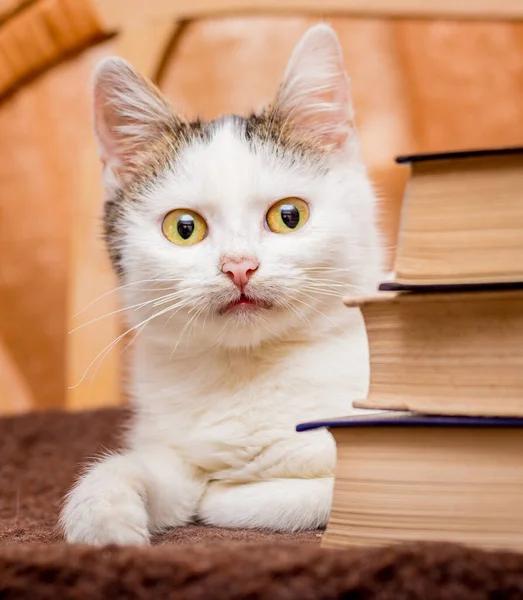 Joven Gato Blanco Yace Alrededor Los Libros Mira Cuidadosamente — Foto de Stock