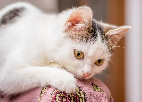 Portrait White Cat Big Eyes Sad View — Stock Photo, Image