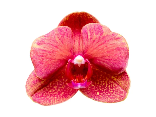 Różowa Orchidea Białym Izolowanym Tle — Zdjęcie stockowe