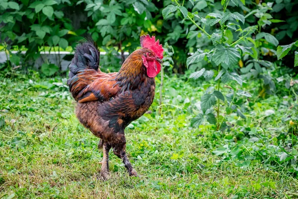 Barna Farok Körbejárja Farm Kertjét Baromfitenyésztés — Stock Fotó