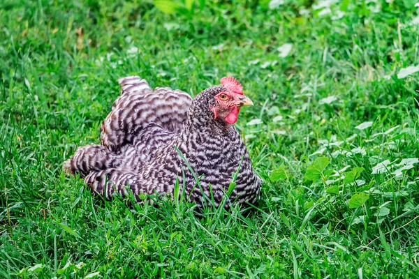 Çiçek lekeli Plymutrok tavuğu yeşil bitki örtüsünün arasında bahçede oturur.