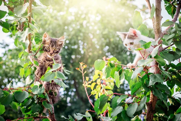阳光明媚的日子 两只小猫在树上玩耍 白色和棕色的小猫爬到树上 — 图库照片