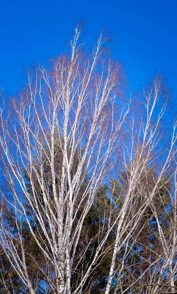 早春の青空を背景に白樺の枝 — ストック写真