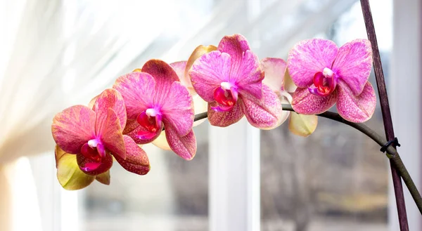 Orquídeas Rosadas Fondo Ventana Flores Para Hogar Acogedor —  Fotos de Stock