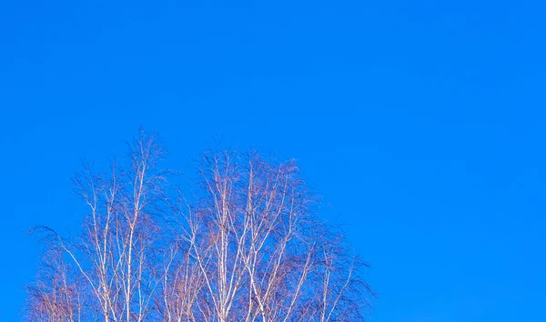 蓝天背景上的桦树枝条 复制空间 — 图库照片