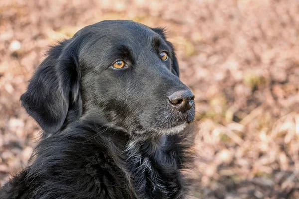 Portret Van Een Zwarte Hond Met Hangende Oren Een Wazige — Stockfoto
