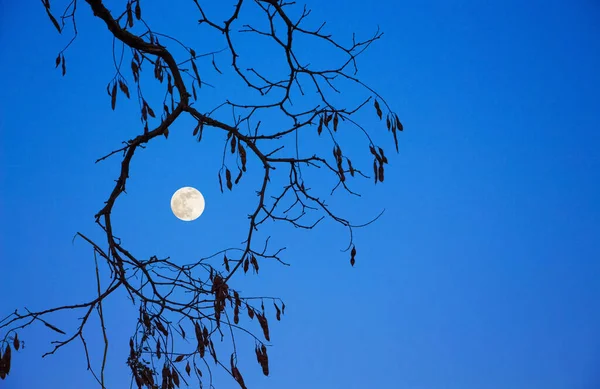 Galho Árvore Lua Contra Céu Azul Espaço Cópia — Fotografia de Stock