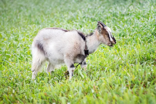 Pâturage Chèvre Blanche Sur Herbe Verte Fraîche — Photo