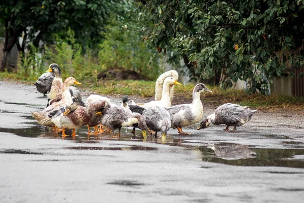 Ördekler yağmurdan sonra su birikintisinde yüzüyor. Kümes hayvanları büyüyor