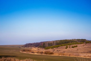 Tarla manzaralı manzara ve uzaktaki orman manzaralı