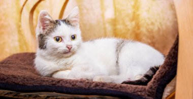 Kanepede kahverengi benekli beyaz bir kedi yatıyordu.