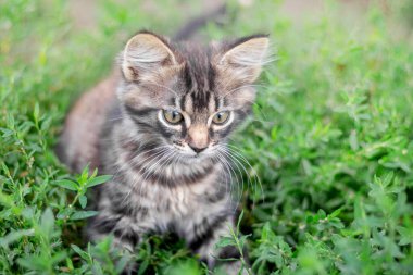 Gri tüylü kedi yavrusu yeşil çimenlerin arasında belirgin gözleri var.