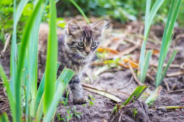 Gri tüylü kedi yavrusu yeşil çimlerin arasında