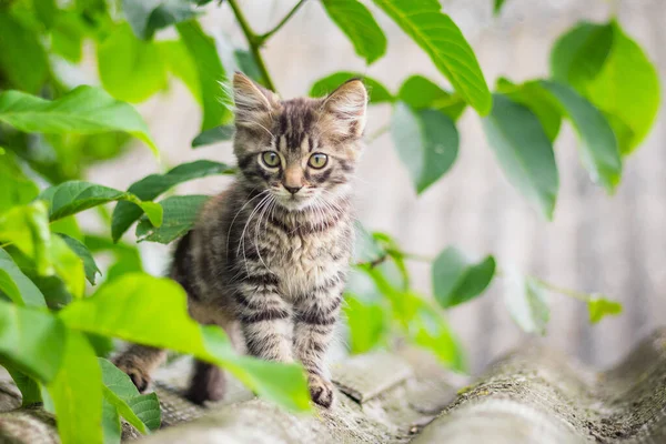 Gatinho Listrado Cinza Senta Uma Árvore Meio Uma Folha Verde — Fotografia de Stock