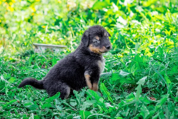 黒い子犬は緑の芝生の上の庭に座っています — ストック写真