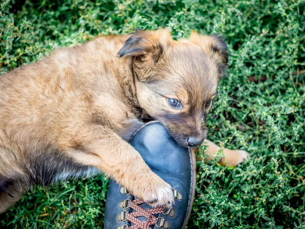 Cachorrinho Pequeno Morde Bota Dono Cachorro Está Brincando — Fotografia de Stock