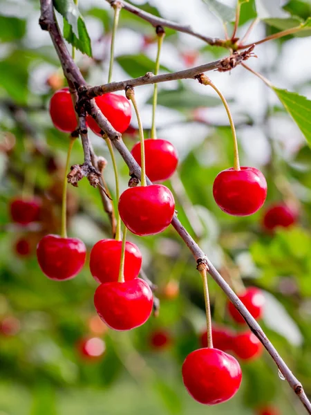 Rote Reife Kirschen Auf Dem Baum Anbau Von Beerenfrüchten — Stockfoto