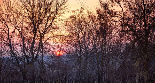 Sol Noite Olha Através Árvores Densas Pôr Sol Floresta — Fotografia de Stock