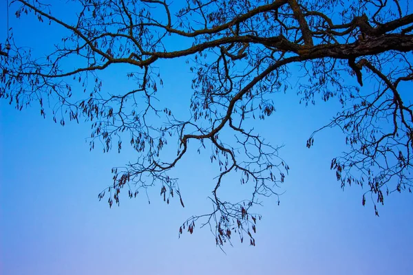 Ramo Scuro Albero Sullo Sfondo Cielo Blu Sera — Foto Stock