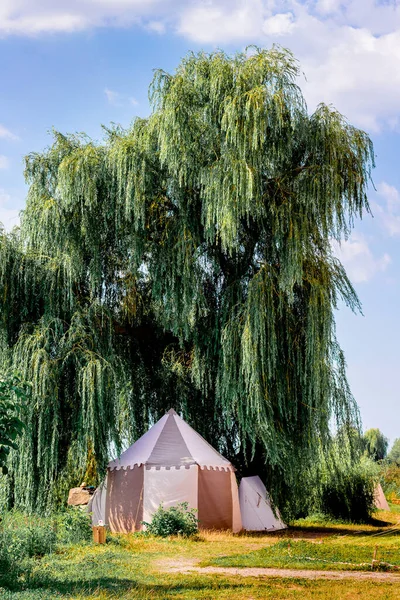 Tourist tent under a large green tree