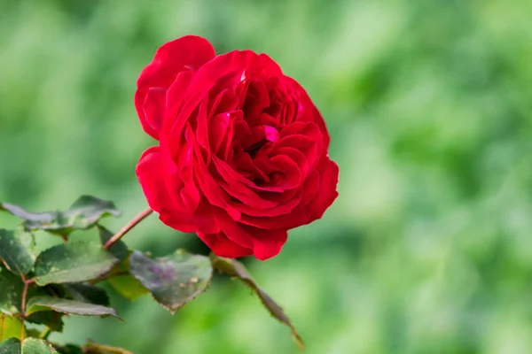 Κόκκινο Τριαντάφυλλο Ένα Πράσινο Θολή Φόντο Κατά Την Περίοδο Ανθοφορίας — Φωτογραφία Αρχείου