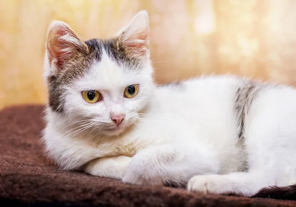 White Cat Resting Room Couch Pets — Stock Photo, Image