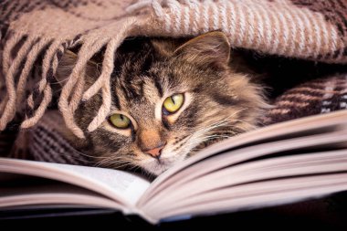 Kabarık çizgili bir kedi kitabın yanındaki örtülerin altında. En sevdiğin kitabı okuyorum.