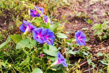 Mavi çiçekler çiçek tarhında sabah zaferi. Yaz dekoratif çiçekler