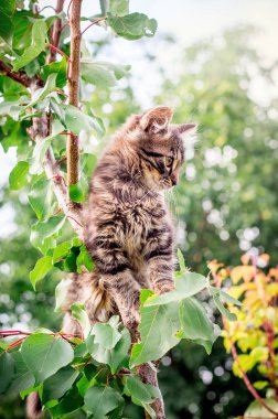 Ağaçta oturan küçük çizgili bir kedi yavrusu. Dikey biçim