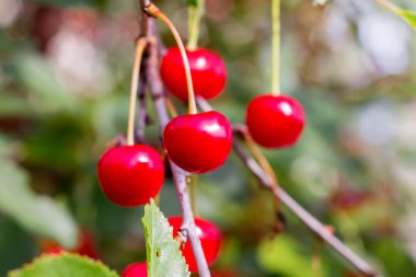 Olgun kırmızı kiraz güneşte parıldıyor