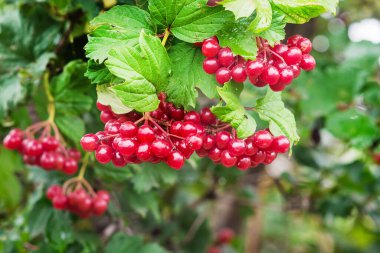 Kırmızı demet guelder gülü çalıların üzerinde güneşli havalarda
