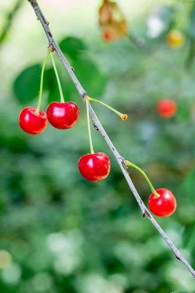 Rote Kirschbeeren Auf Einem Ast Bei Sonnigem Wetter — Stockfoto