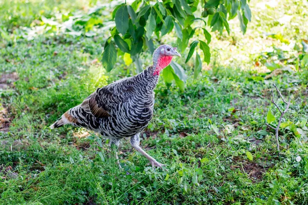 Pavo Manchado Gris Jardín Granja — Foto de Stock