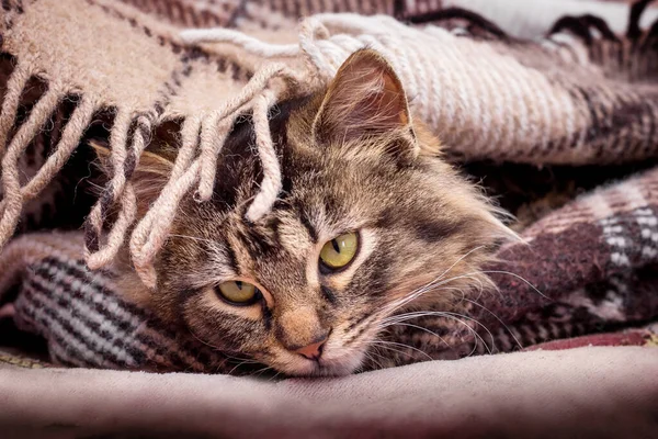 Fluffy Striped Cat Plaid Have Nice Rest — Stock Photo, Image